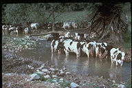 Cows allowed in a stream