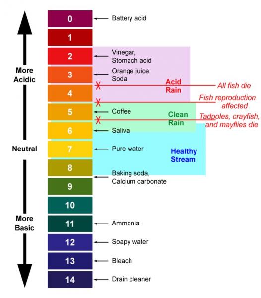 Common items on the pH scale